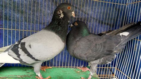 High Flying Tippler <strong>Pigeons</strong>. . Pigeons for sale near me craigslist